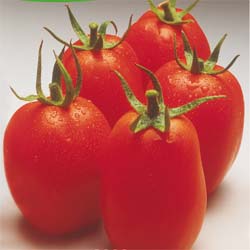 'Roma VF' Tomato